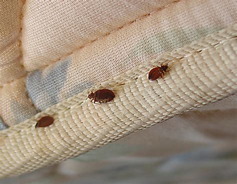 can bed bugs live on leather sofas.